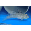 Exyrias puntang - Puntang Goby