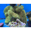Stichodactyla sp. - Teppichanemone grün L WYSIWYG