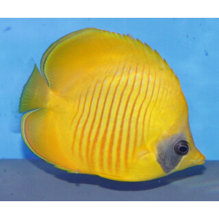 Chaetodon semilarvatus - Maskarill-Masken-Falterfisch XL ca.16cm