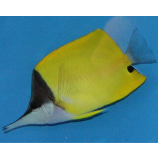 Forcipiger flavissimus - Longnose butterflyfish L