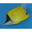 Forcipiger flavissimus - Gelber Langnasen Pinzettfisch L
