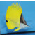 Forcipiger flavissimus - Longnose butterflyfish L