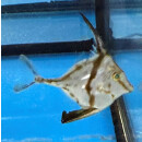 Tripodichthys blochii - Long-tail Tripodfish !!RARE!!