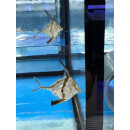 Tripodichthys blochii - Long-tail Tripodfish !!RARE!!