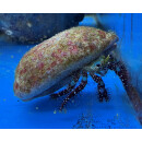 Dardanus guttatus - Blau-Knie Einsiedler