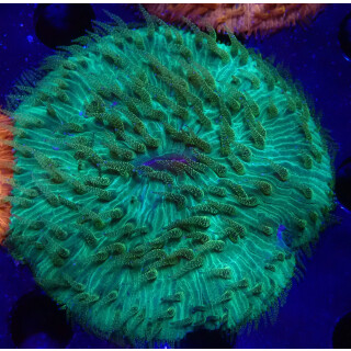 Fungia sp. green
