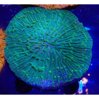 Fungia sp. green