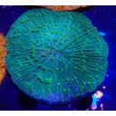 Fungia sp. green