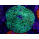 Fungia sp. green