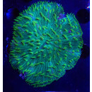 Fungia sp. green