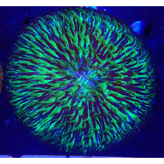 Fungia sp. green