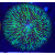 Fungia sp. green