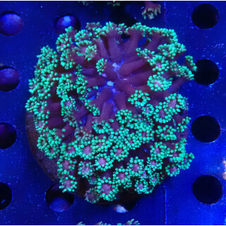Goniopora sp. special Farmzucht