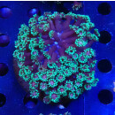 Goniopora sp. special Farmzucht