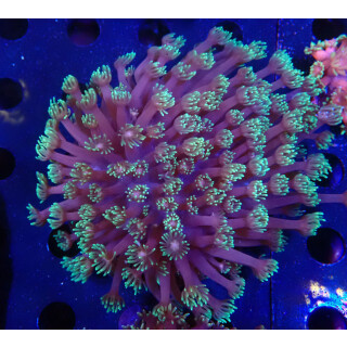 Goniopora sp. special Farmzucht