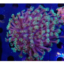 Goniopora sp. special Farmzucht