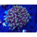 Goniopora sp. special Farmzucht
