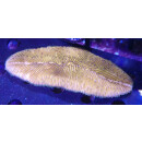 Hepolitha limax orange !Rarität!