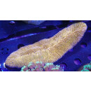 Hepolitha limax orange !Rarität!