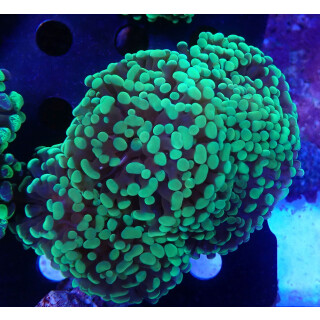 Euphyllia paraancora DNZ 4-5P