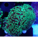 Euphyllia paraancora DNZ 4-5P