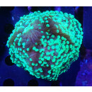 Euphyllia paraancora DNZ 4-5P