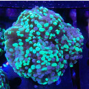 Euphyllia paraancora "Splash" Farmzuht 5P