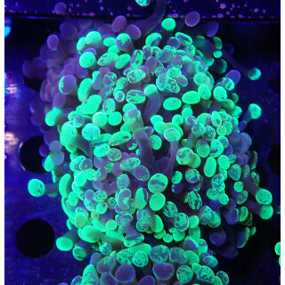 Euphyllia paraancora "Splash" DNZ 3-4P