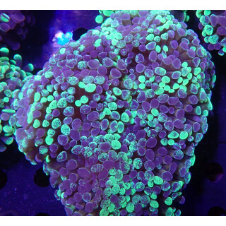 Euphyllia paraancora "Splash" Farmzuht 7P
