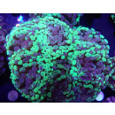 Euphyllia paraancora "Splash" Farmzuht 8P