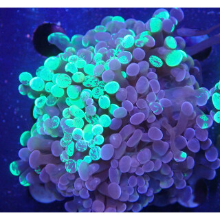 Euphyllia paraancora "Splash" DNZ 2-4P