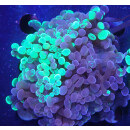 Euphyllia paraancora "Splash" DNZ 2-4P