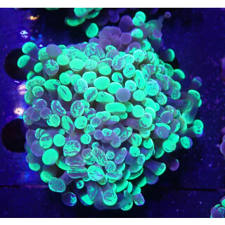 Euphyllia paraancora "Splash" DNZ 3P