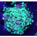 Euphyllia paraancora "Splash" DNZ 3P