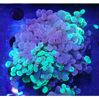 Euphyllia paraancora "Splash" DNZ 3P
