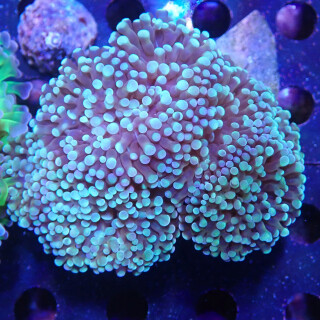 Euphyllia paraancora Farmzucht 5-6P