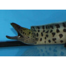 Gymnothorax fimbriatus - Fimbriated moray