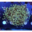 Euphyllia paraancora "Golden Nugget" DNZ 4P