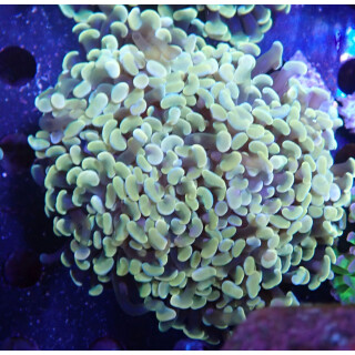 Euphyllia paraancora "Golden Nugget" DNZ 6P