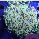 Euphyllia paraancora "Golden Nugget" DNZ 6P