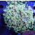 Euphyllia paraancora "Golden Nugget" DNZ 6P