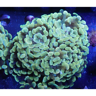 Euphyllia paraancora "Golden Nugget" DNZ 6P