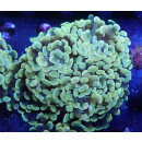 Euphyllia paraancora "Golden Nugget" DNZ 6P