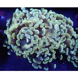 Euphyllia paraancora "Golden Nugget" DNZ 5-6P