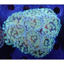 Euphyllia paraancora "Golden Nugget" Farmzucht...