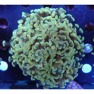 Euphyllia paraancora "Golden Nugget" DNZ 6P