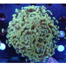 Euphyllia paraancora "Golden Nugget" DNZ 6P