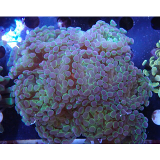 Euphyllia paraancora "Hologram" Farmzucht 8P