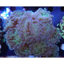 Euphyllia paraancora "Hologram" Farmzucht 8P