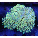 Euphyllia paraancora "Golden Nugget" Farmzucht...